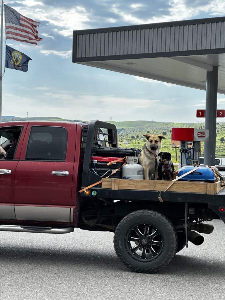 Anything goes around here, dogs out back, everything open, and everyone happy