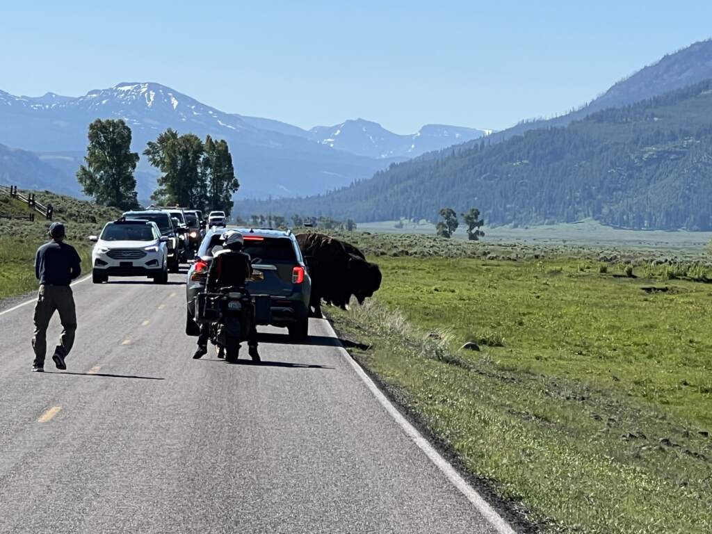 Pasaba el Bisonte en Yellowstoen, había que dejarlo pasar. Y mi amigo JP detrás del coche por el que pasaba el bisonte, sin poder hacer nada