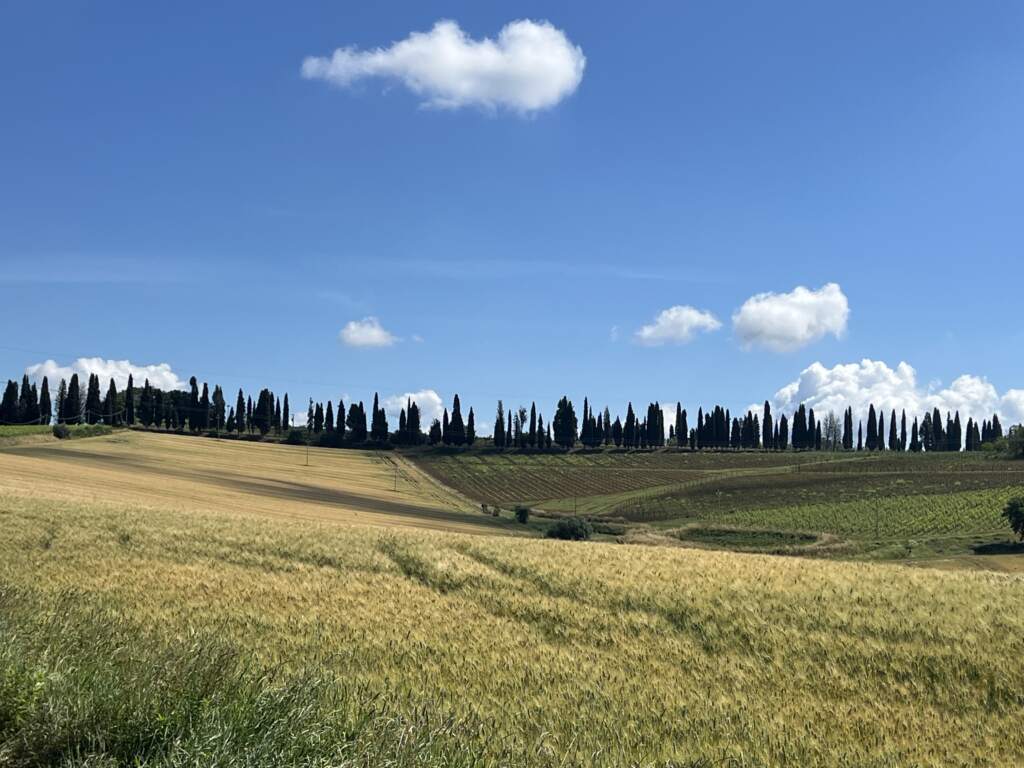 Cipreses, un árbol que ves por todos los lados en La Toscana