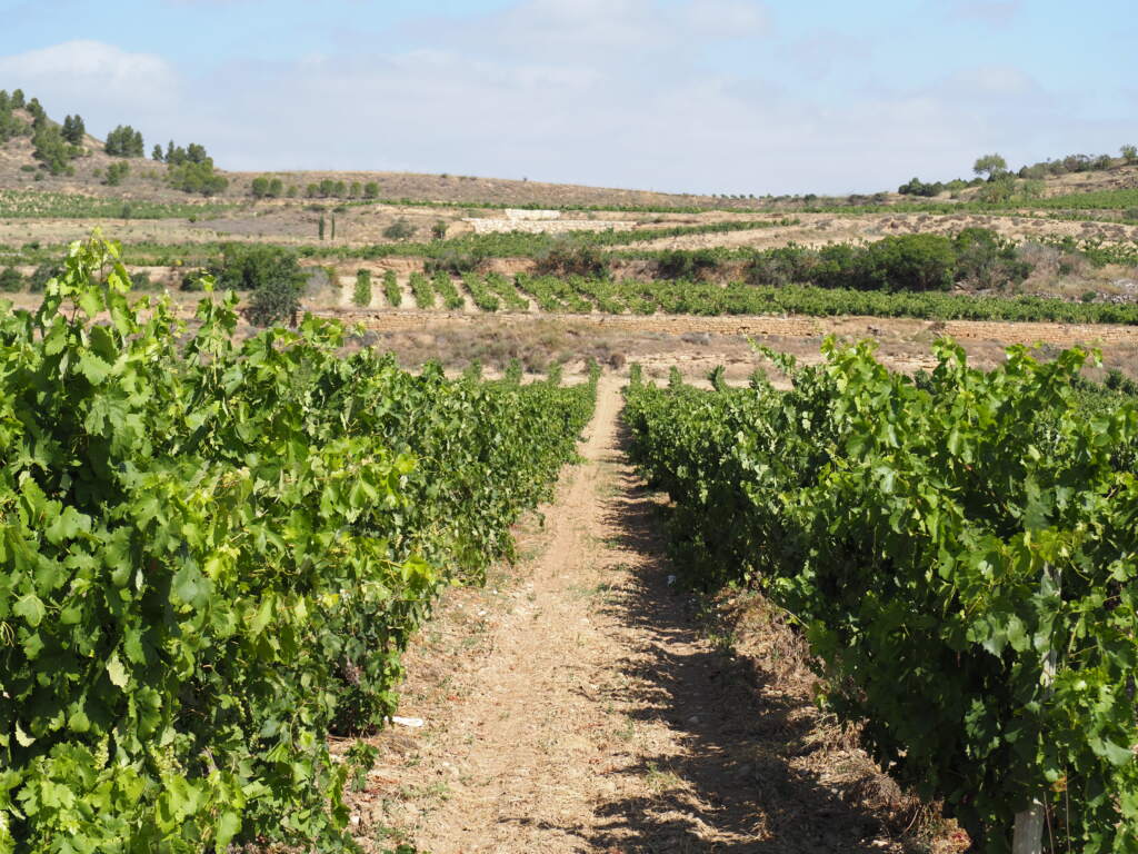 Yendo al valled e Baztan, por la ruta delos vinos en Logroño, vino y mas vino ...