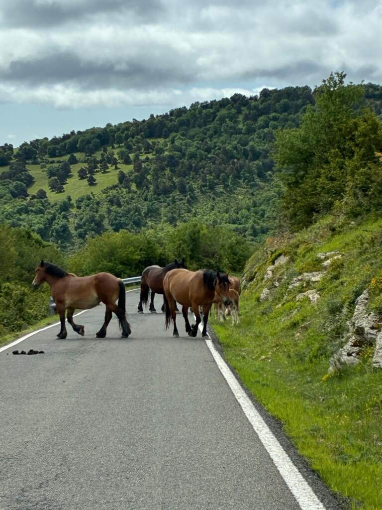 Yendo a las Aldudes, direction Francia, la carretera nos regalo con esta estampa de los caballos que iban pasando el rato por la carretera