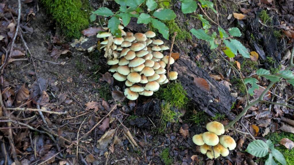 Las setas, algo que mi amigo Cuto iba siempre buscando, y encontrando cerca del hotel Landmann en la Selva Negra