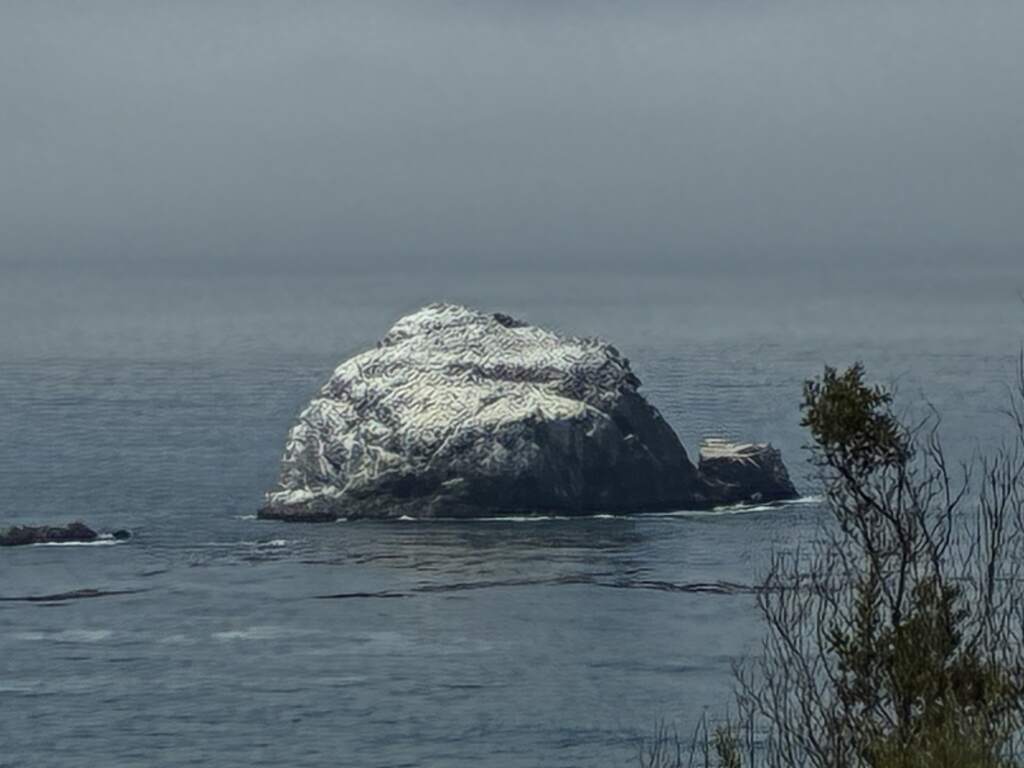 Las gaviotas van dejando su marca en las rocas de la costa, de ahi su color blanco