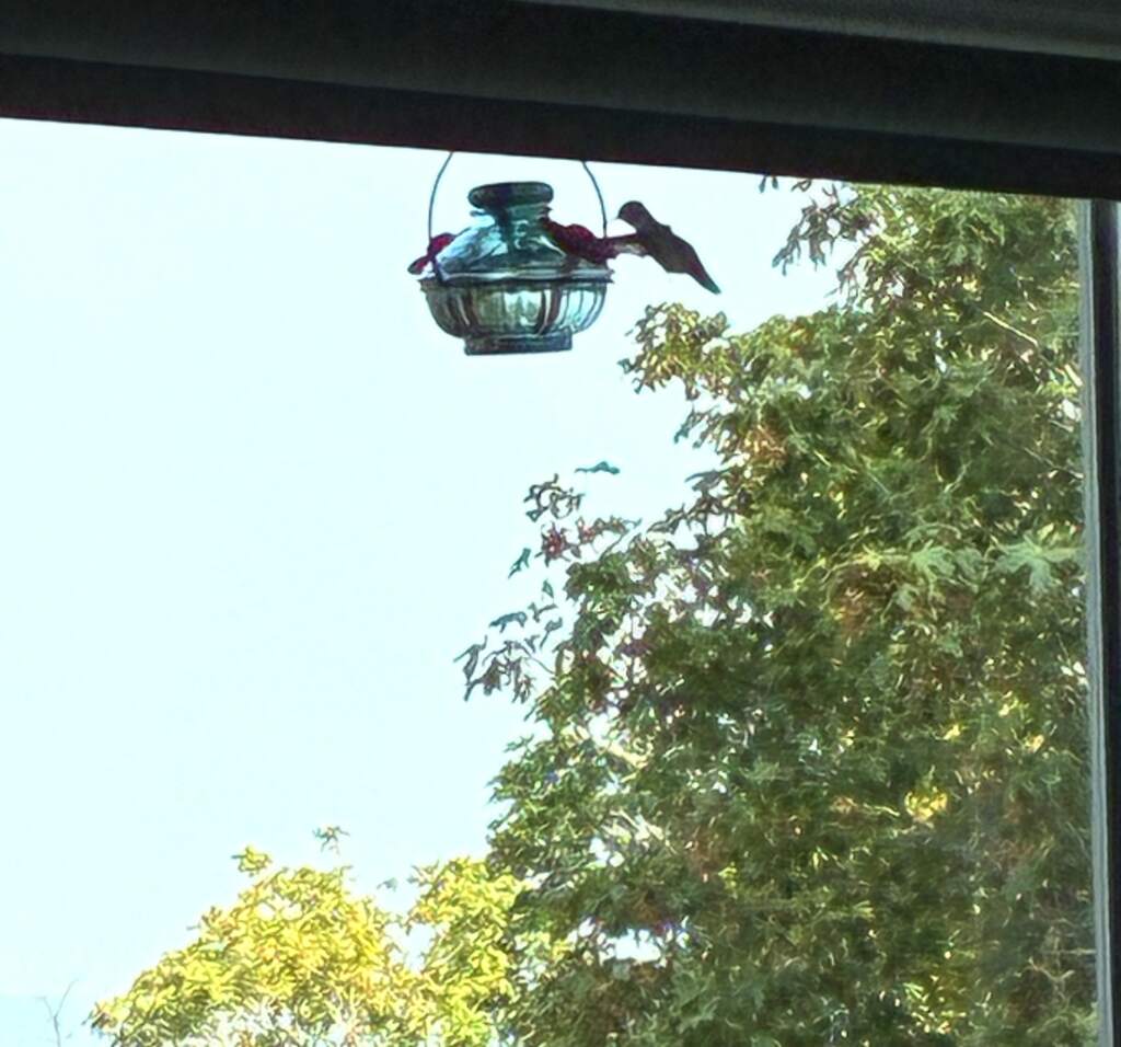 Colibri que viene a beber a bebedero que Nati le había puesto