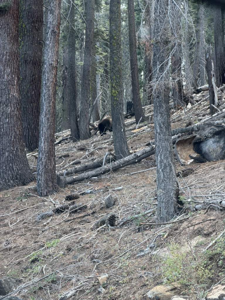 Vimos a los osos en Yosemite, como también lo hicimos en Yellowstone, aunque la foto Sole se aprecia la mitad de su cuerpo